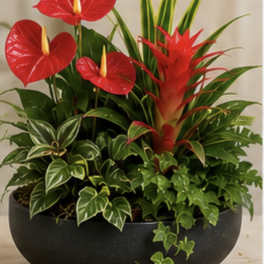 TROPICAL ESCAPE DISHGARDEN
