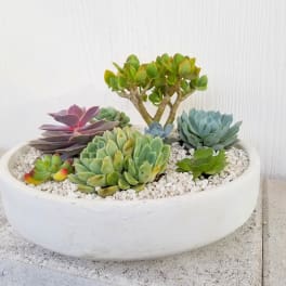 Succulent arrangement in a white bowl planter with white gravel
