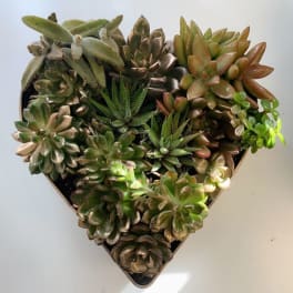Scottsdale succulent heart
