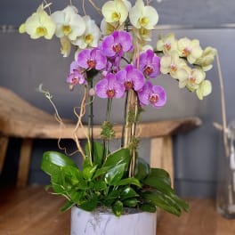 Potted orchids in white and purple with glossy green leaves in a white container