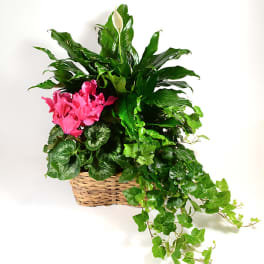 Pink flowers and green houseplants in a woven basket