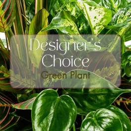 Green Plant Deal of the Day