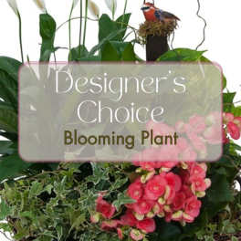 Blooming Plant Deal of the Day