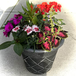 Mixed flowering planter in a black decorative pot with red, pink, and white blooms
