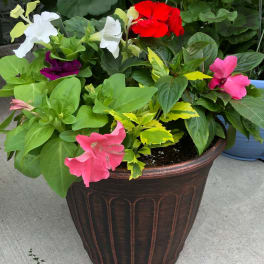 Potted flowering plant with pink, red, white, and purple blooms