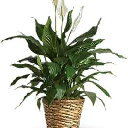 Potted peace lily in a woven basket planter
