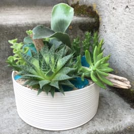 Potted succulent arrangement in a white ribbed planter