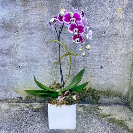 Purple and white phalaenopsis orchid plant in a white square pot against a concrete wall