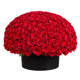 Large dome of red roses in a black round box