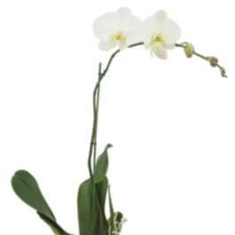 White orchid stem with two blooms and green leaves