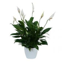 Potted peace lily with white blooms in a white container