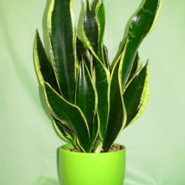 Potted snake plant with tall variegated leaves in a bright green pot