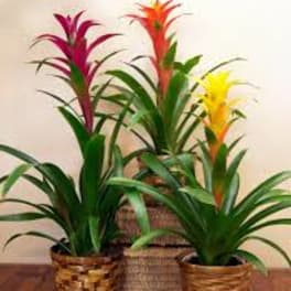 Three potted bromeliad plants with bright pink, orange, and yellow blooms