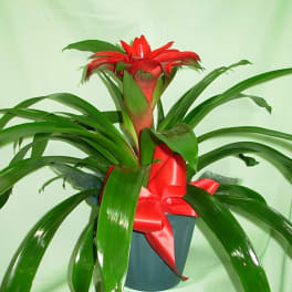 Red bromeliad plant in a pot with a red ribbon