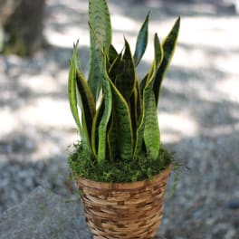 Potted snake plant in a woven basket