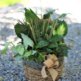 Basket of green houseplants with a burlap bow
