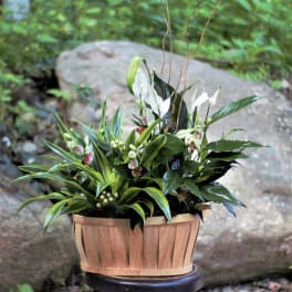 Basket arrangement with white peace lilies and variegated foliage
