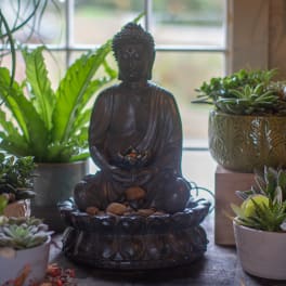 Buddha statue surrounded by potted succulents and houseplants