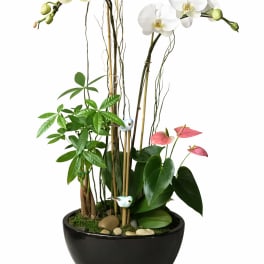 White orchids in a black bowl planter with pink anthuriums