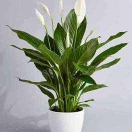 Potted peace lily plant with white blooms in a white container