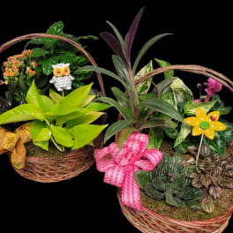Two wicker baskets filled with assorted potted plants and decorative bows