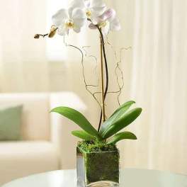 White orchid plant in a square glass vase with moss