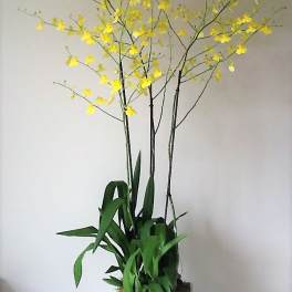 Tall potted orchid arrangement with yellow blooms in a white planter