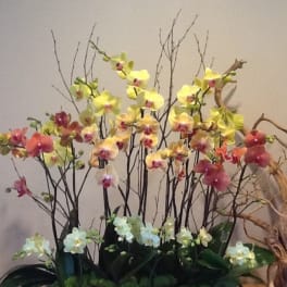 Tall arrangement of orchids in yellow, pink, and white