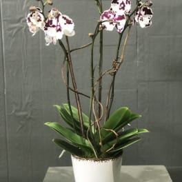 Potted orchid plant with white and magenta-spotted blooms