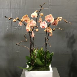 Peach orchids in a white square planter