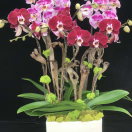 Pink orchids arranged in a white rectangular planter