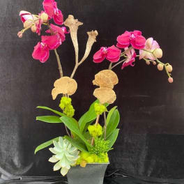 Pink orchid arrangement in a gray square pot with a succulent accent