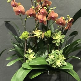 Orange orchids arranged with green succulents in a black container