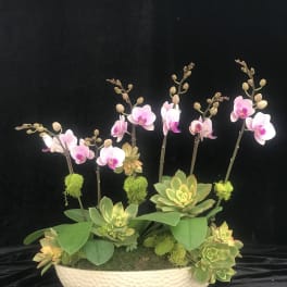 Pink orchid stems and succulents in a white bowl planter