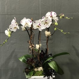 White spotted orchids in a white planter with dark accent flowers