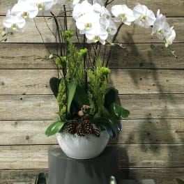 White orchid arrangement in a white bowl with pinecones