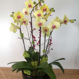 Yellow orchids arranged in a black bowl planter with red berry branches