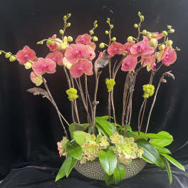 Pink orchids arranged in a low bowl with succulents