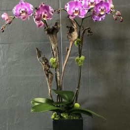 Pink-purple orchids in a black square planter with moss accents
