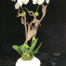 White orchids arranged in a white geometric pot with driftwood accents