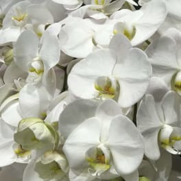 Cluster of white orchid blooms with pale yellow centers