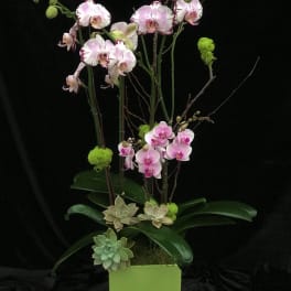 Tall orchid arrangement in a green square vase with succulents