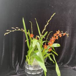 Orange orchid arrangement in a dark textured pot