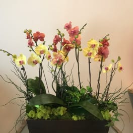 Arrangement of yellow and pink orchids in a rectangular planter