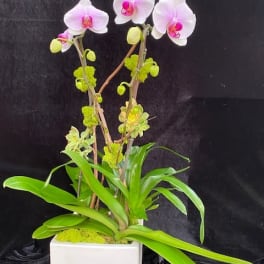 Potted orchid arrangement with pink-white blooms in a white square planter