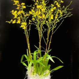 Tall yellow orchid arrangement in a white pot
