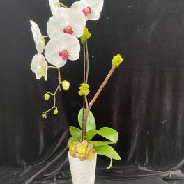 White orchid arrangement in a white textured pot with a small succulent