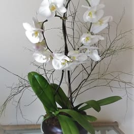 White orchid plant in a dark round pot with long green leaves