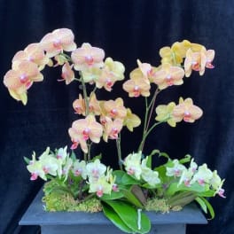 Orchid arrangement in a rectangular planter with pink and pale yellow blooms