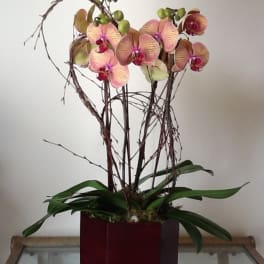 Potted orchid arrangement with pink blooms in a red square container